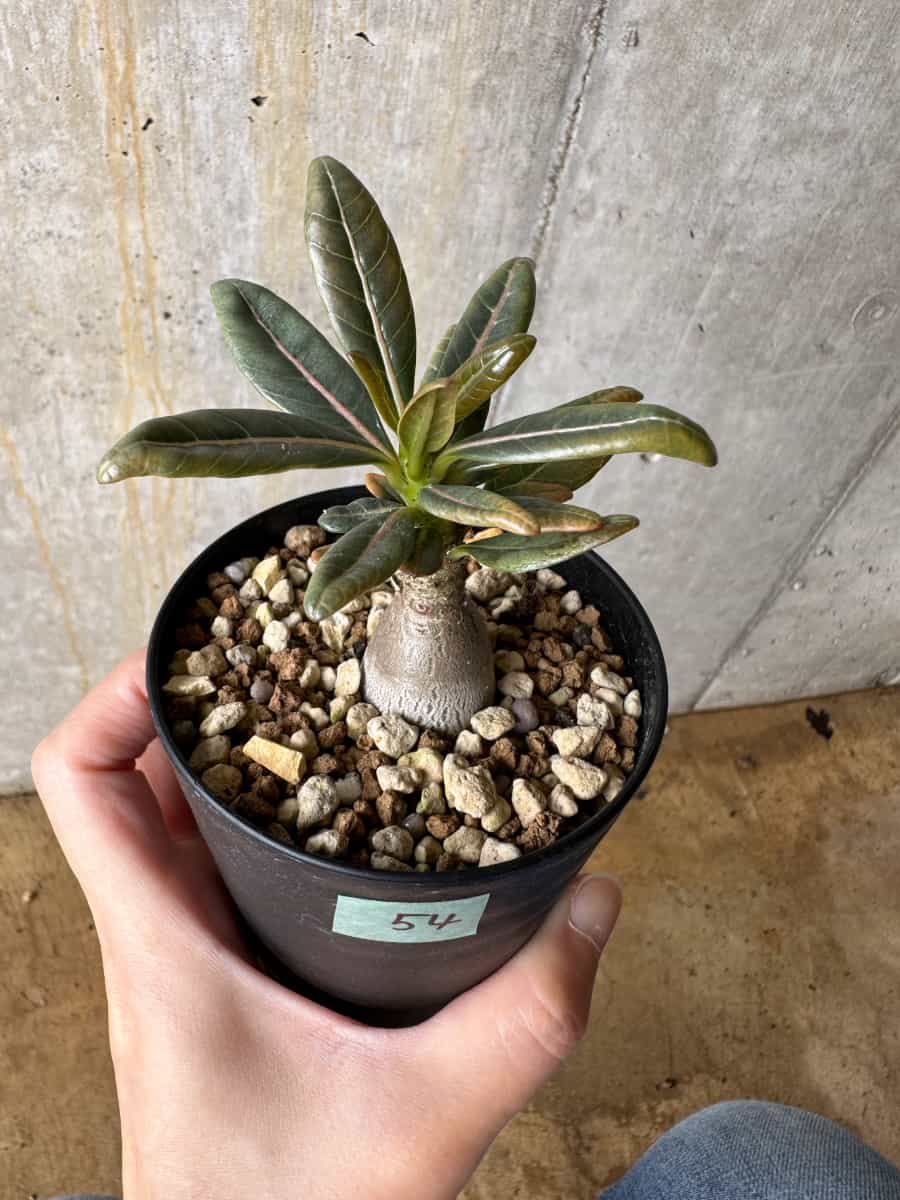 【現品限り】アデニウム・ソコトラナム【C54】 Adenium socotranum