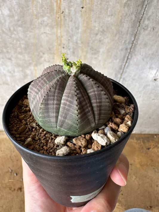 【現品限り】ユーフォルビア・オベサ 南アフリカ輸入苗【C57】 Euphorbia obesa
