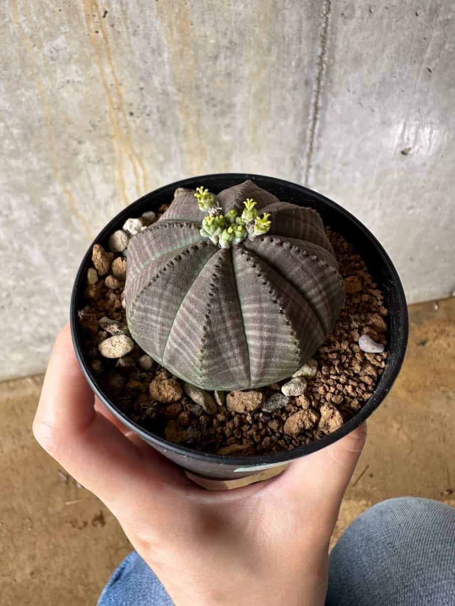 【現品限り】ユーフォルビア・オベサ 南アフリカ輸入苗【C57】 Euphorbia obesa