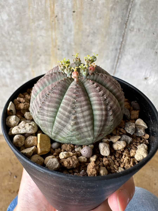 【現品限り】ユーフォルビア・オベサ 南アフリカ輸入苗【C58】 Euphorbia obesa