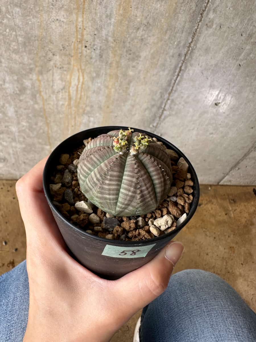 【現品限り】ユーフォルビア・オベサ 南アフリカ輸入苗【C58】 Euphorbia obesa