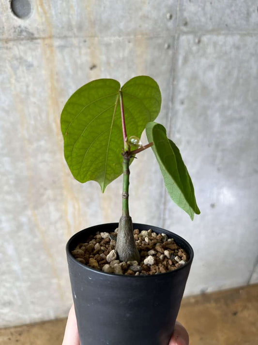 【現品限り】プセウドボンバックス・エリプティクム【C59】 Pseudobombax ellipticum ‘Rubrum