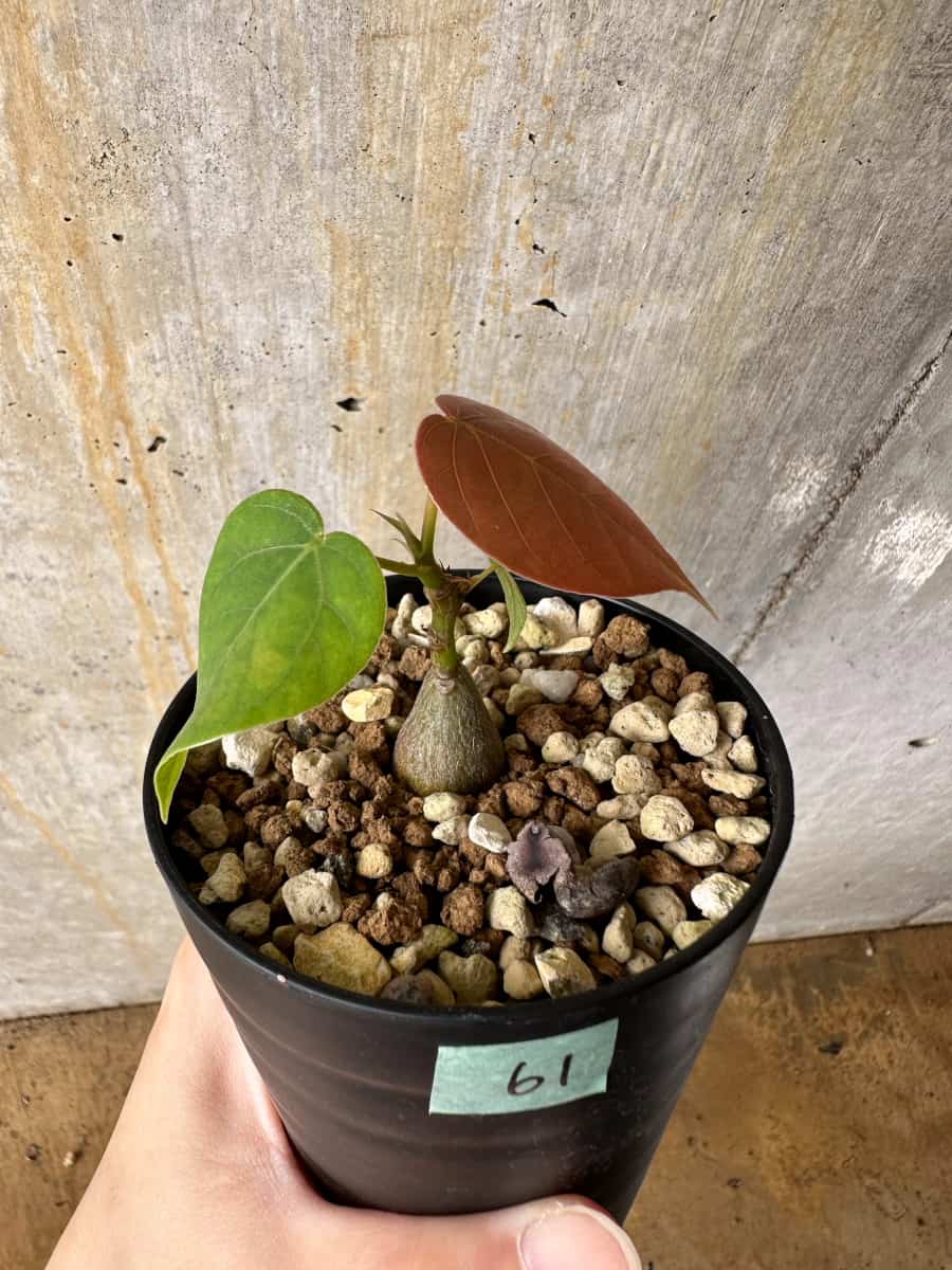 【現品限り】プセウドボンバックス・エリプティクム【C61】 Pseudobombax ellipticum ‘Rubrum