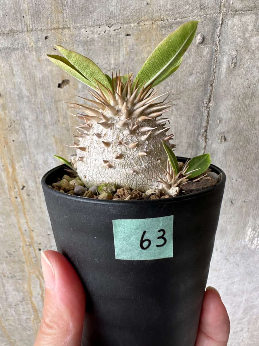 現品限り】パキポディウム・エブレネウム【C63】 Pachypodium eburneum