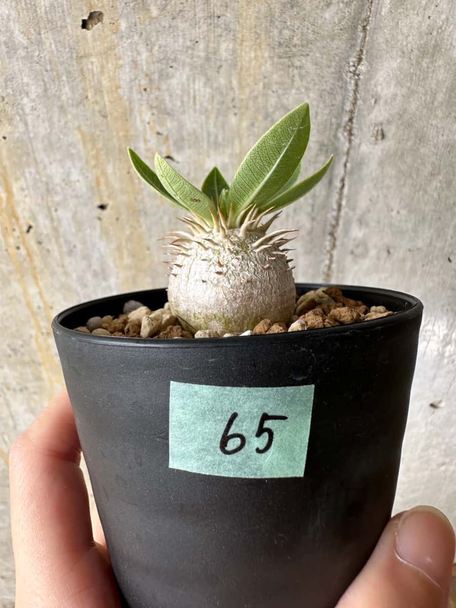 現品限り】パキポディウム・エブレネウム【C65】 Pachypodium eburneum