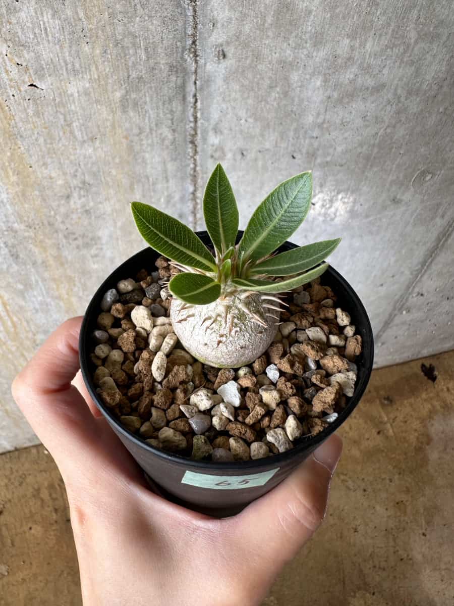【現品限り】パキポディウム・エブレネウム【C65】 Pachypodium eburneum