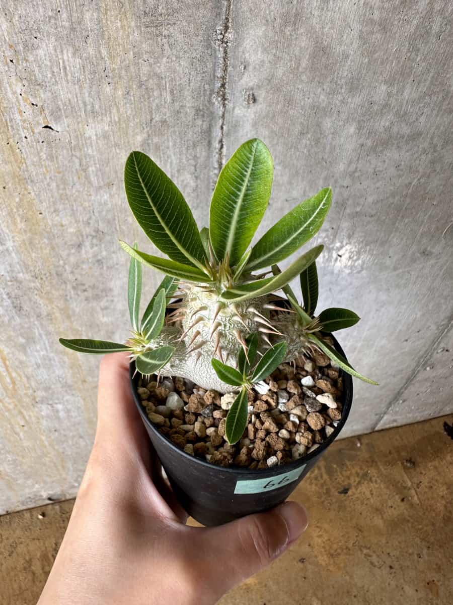 【現品限り】パキポディウム・エブレネウム【C66】 Pachypodium eburneum