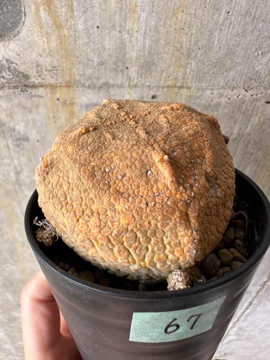 【現品限り】プセウドリトス・クビフォルメ【C67】 Pseudolithos cubiforme