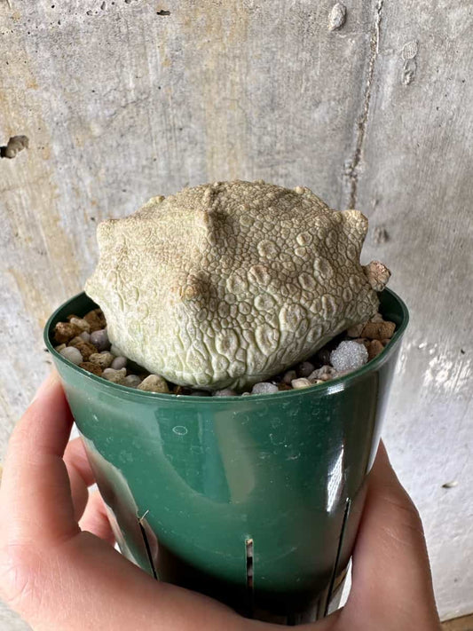 【現品限り】プセウドリトス・クビフォルメ【C68】 Pseudolithos cubiforme