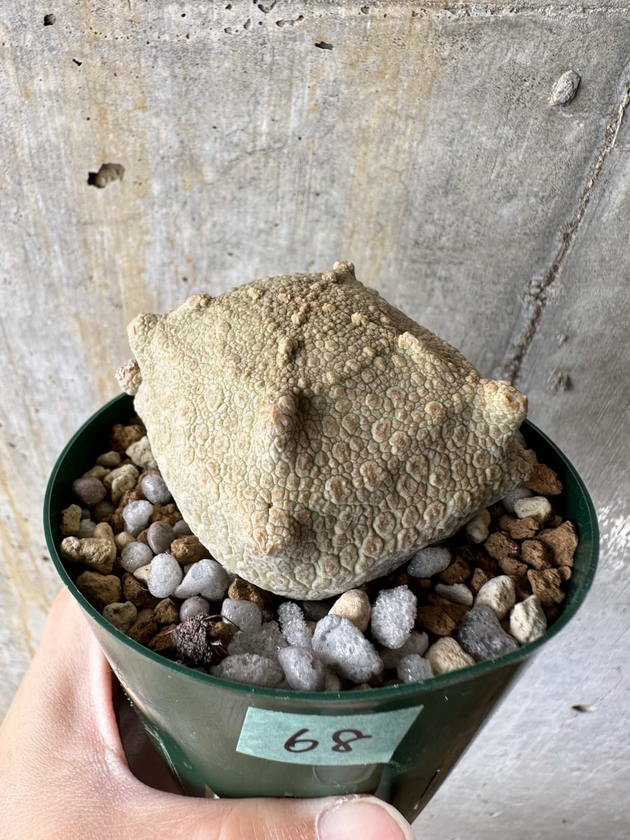 【現品限り】プセウドリトス・クビフォルメ【C68】 Pseudolithos cubiforme