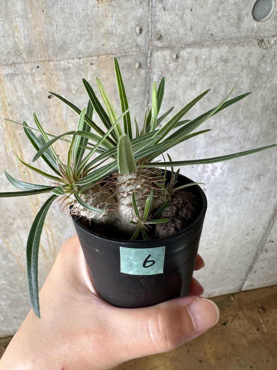 【現品限り】パキポディウム・グラキリス【C6】 Pachypodium gracilius