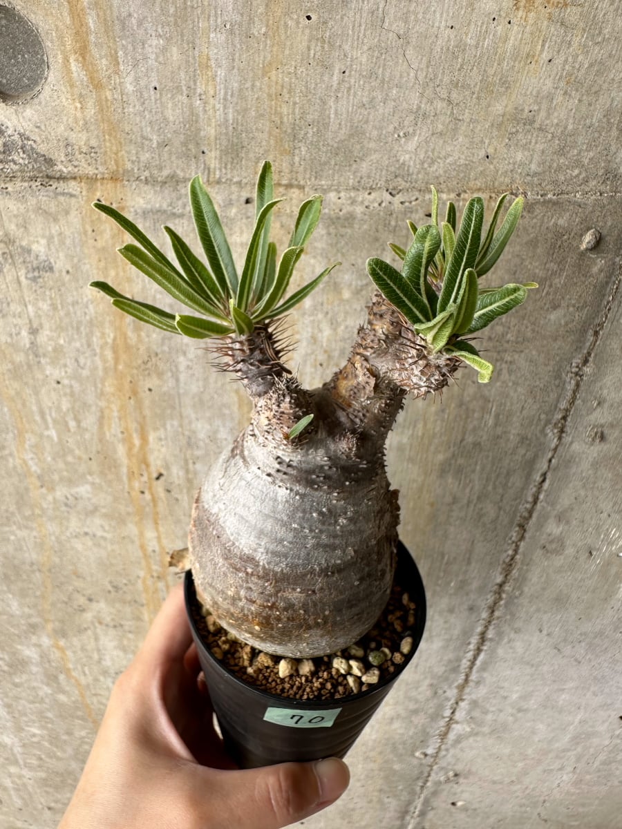 【現品限り】パキポディウム・グラキリス 現地株【C70】 Pachypodium gracilius
