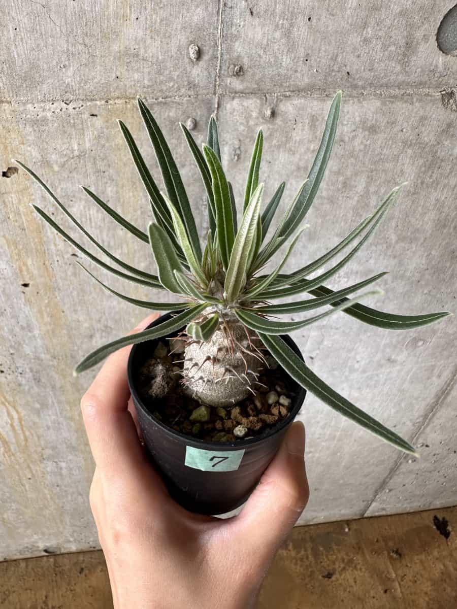 【現品限り】パキポディウム・グラキリス【C7】 Pachypodium gracilius