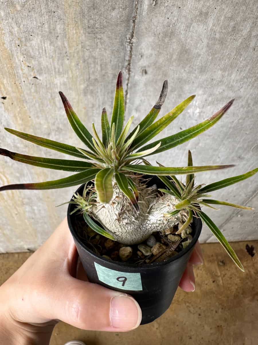 【現品限り】パキポディウム・グラキリス【C9】 Pachypodium gracilius