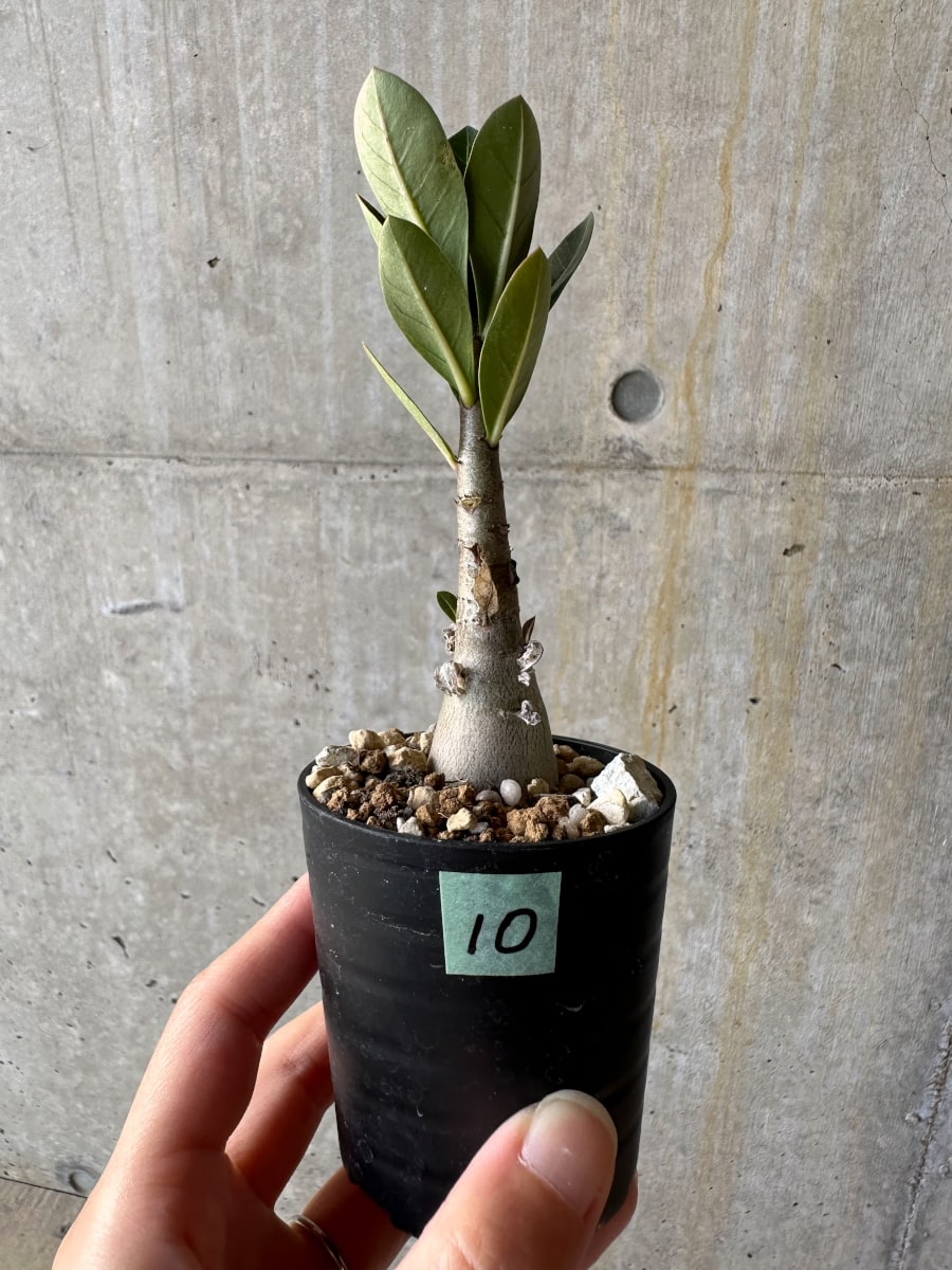 現品限り】アデニウム・アラビカム(TDD)【D10】 Adenium arabicum(TDD