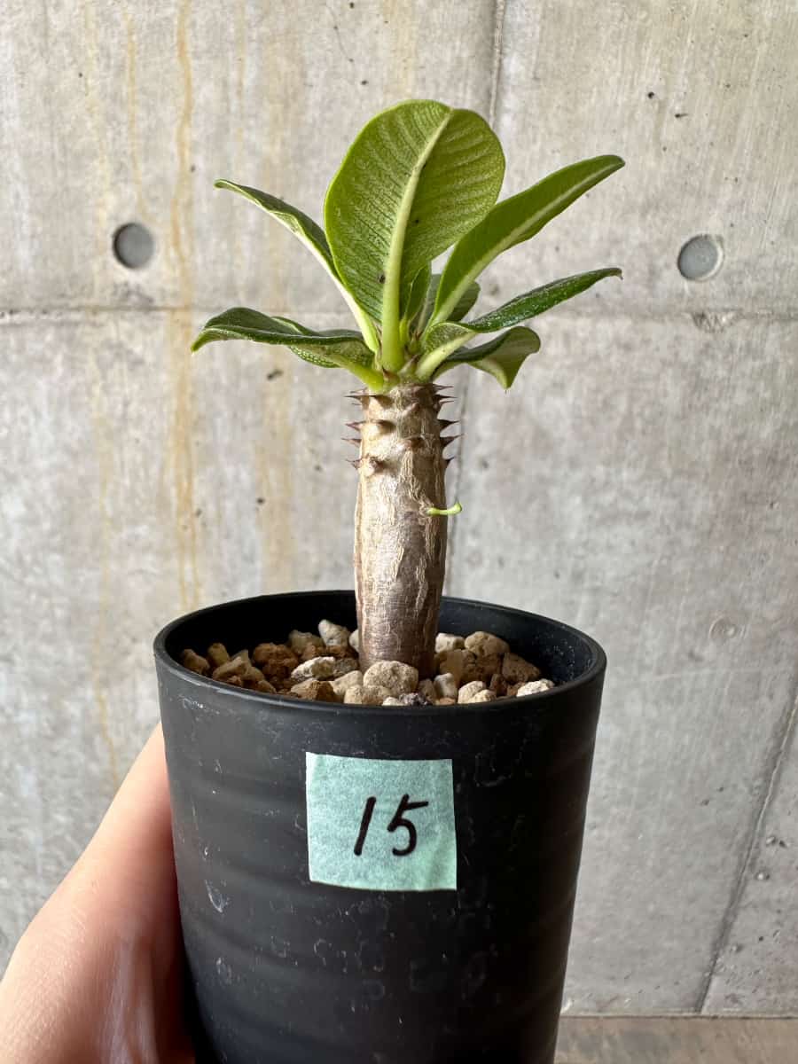 現品限り】パキポディウム・ウィンゾリー 実生【D15】 Pachypodium