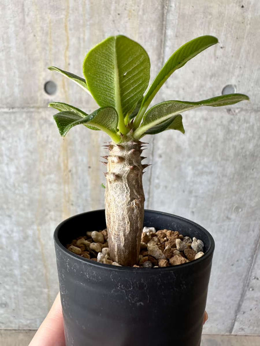 【現品限り】パキポディウム・ウィンゾリー 実生【D15】 Pachypodium windsorii