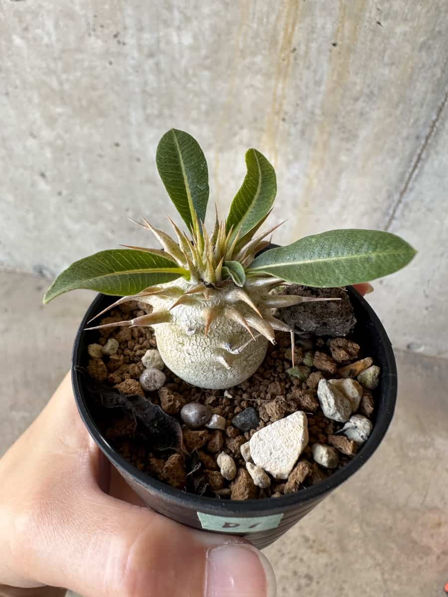 【現品限り】パキポディウム・恵比寿笑い 白花【D1】 Pachypodium brevicaule leucoxanthum