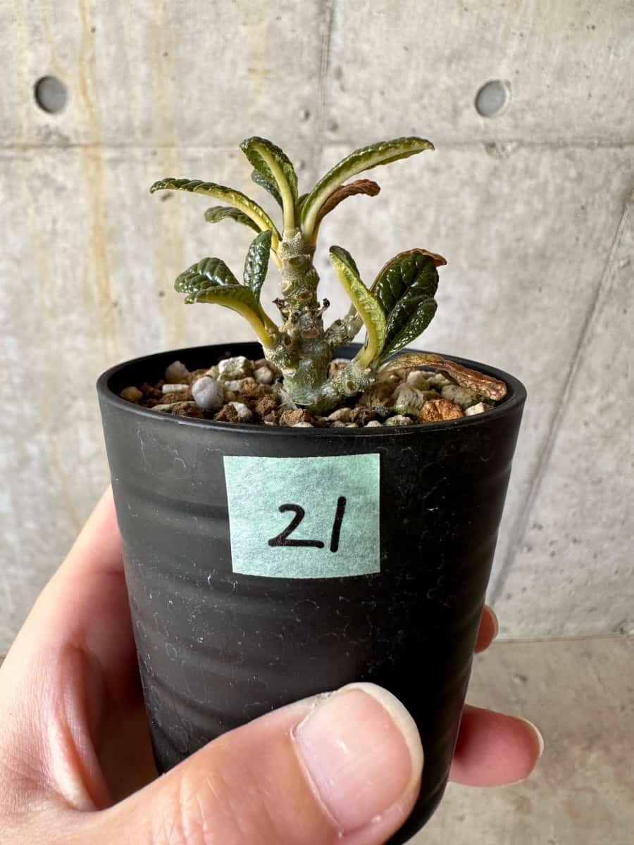 現品限り】ドルステニア・ギガス 実生【D21】 Dorstenia gigas 塊根