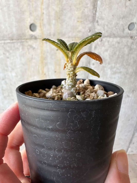 【現品限り】ドルステニア・ギガス 実生【D22】 Dorstenia gigas