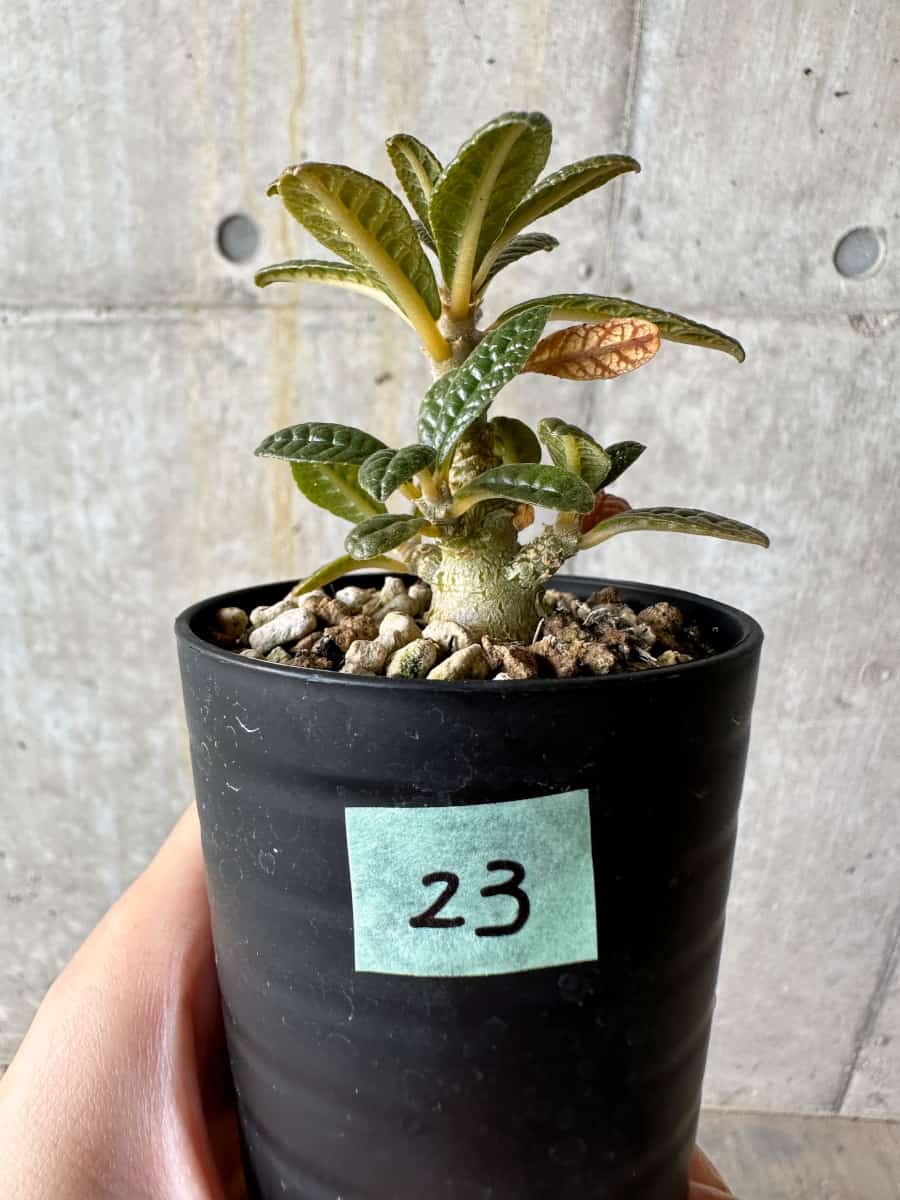 現品限り】ドルステニア・ギガス 実生【D23】 Dorstenia gigas 塊根