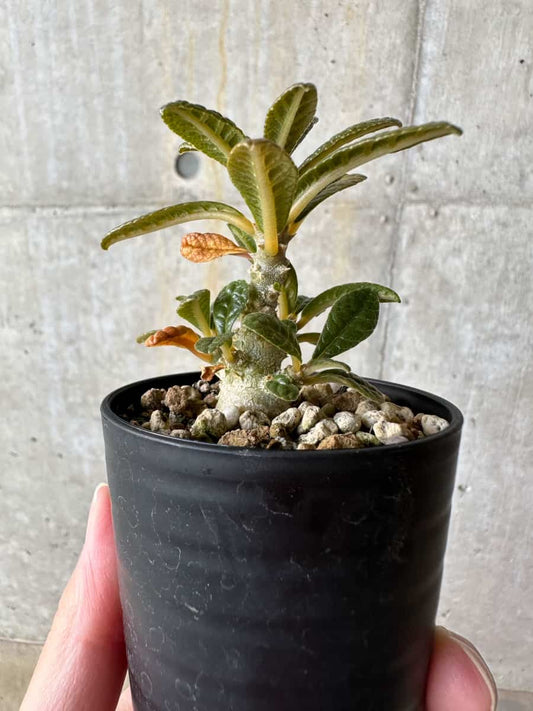 【現品限り】ドルステニア・ギガス 実生【D23】 Dorstenia gigas