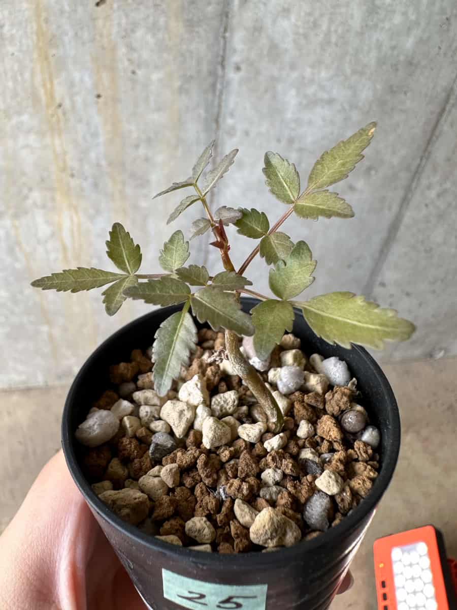 【現品限り】ブルセラ・ファガロイデス【D25】 Bursera fagaroides