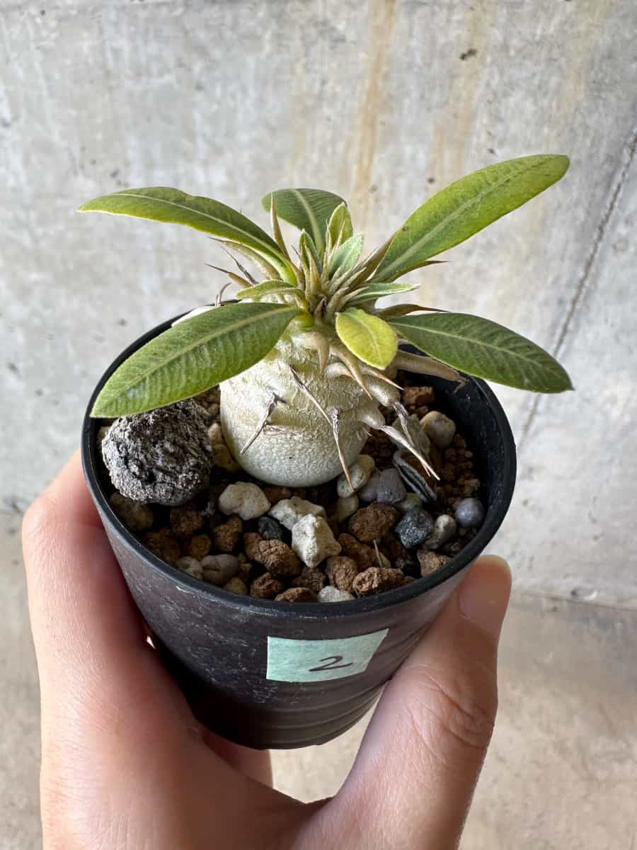 【現品限り】パキポディウム・恵比寿笑い 白花【D2】 Pachypodium brevicaule leucoxanthum