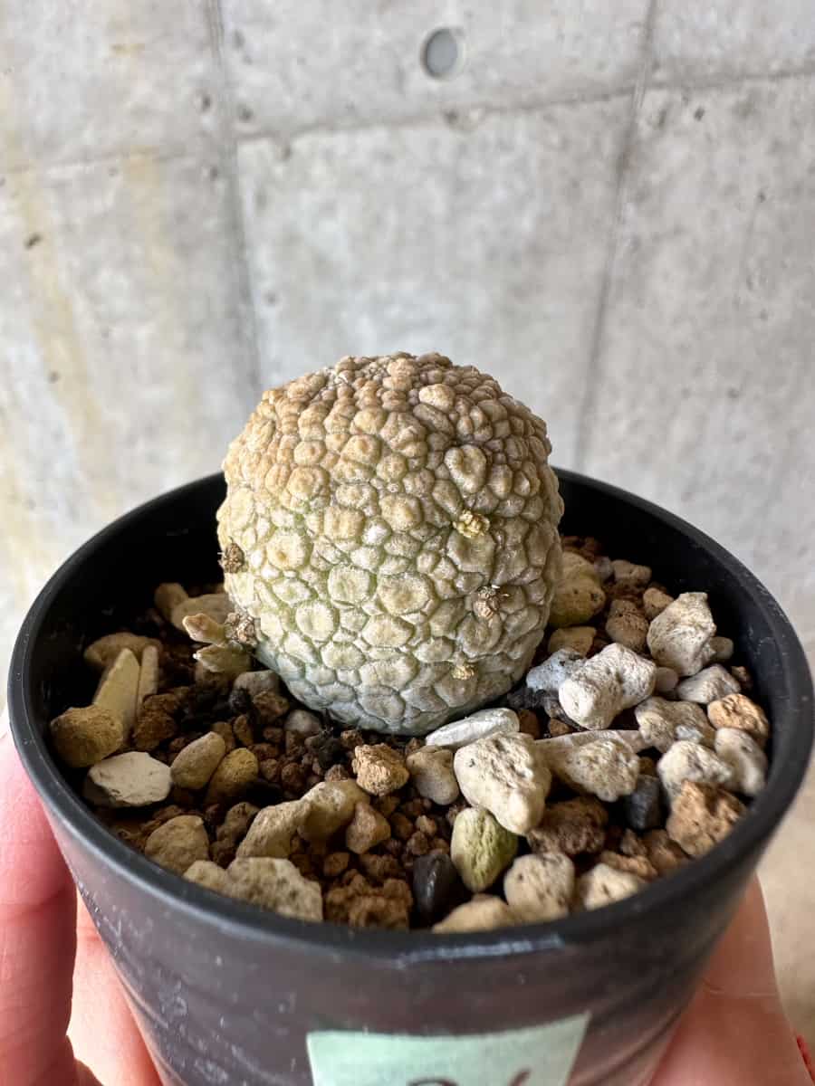 【現品限り】プセウドリトス・ミギウルティヌス【D31】 Pseudolithos migiurtinus