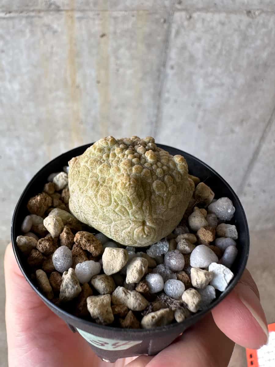 【現品限り】プセウドリトス・クビフォルメ【D34】 Pseudolithos cubiforme