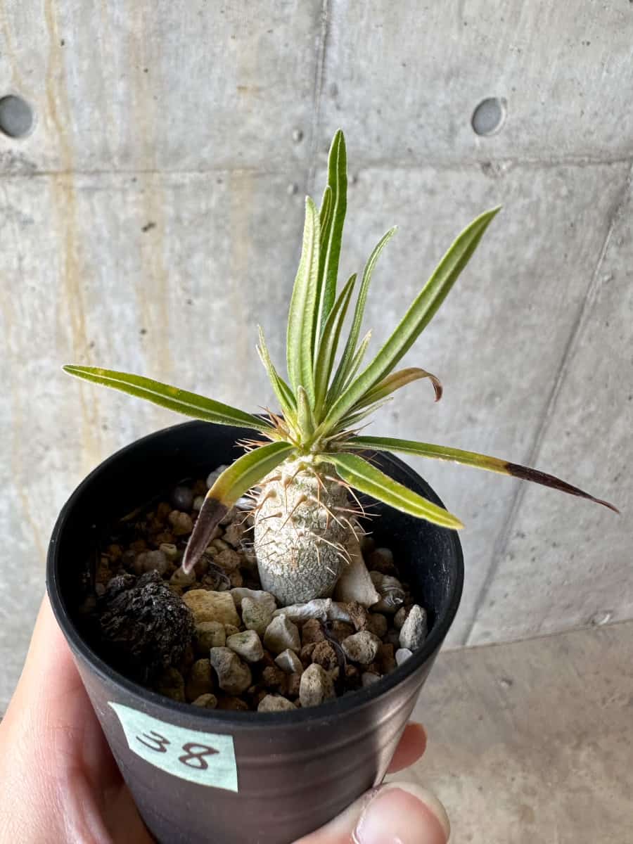 【現品限り】パキポディウム・グラキリス【D38】 Pachypodium gracilius
