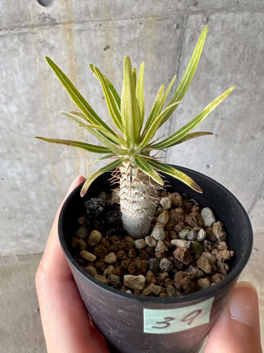 【現品限り】パキポディウム・グラキリス【D39】 Pachypodium gracilius
