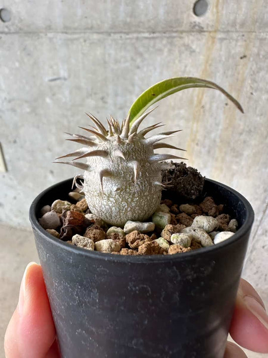 【現品限り】パキポディウム・恵比寿笑い 白花【D3】 Pachypodium brevicaule leucoxanthum