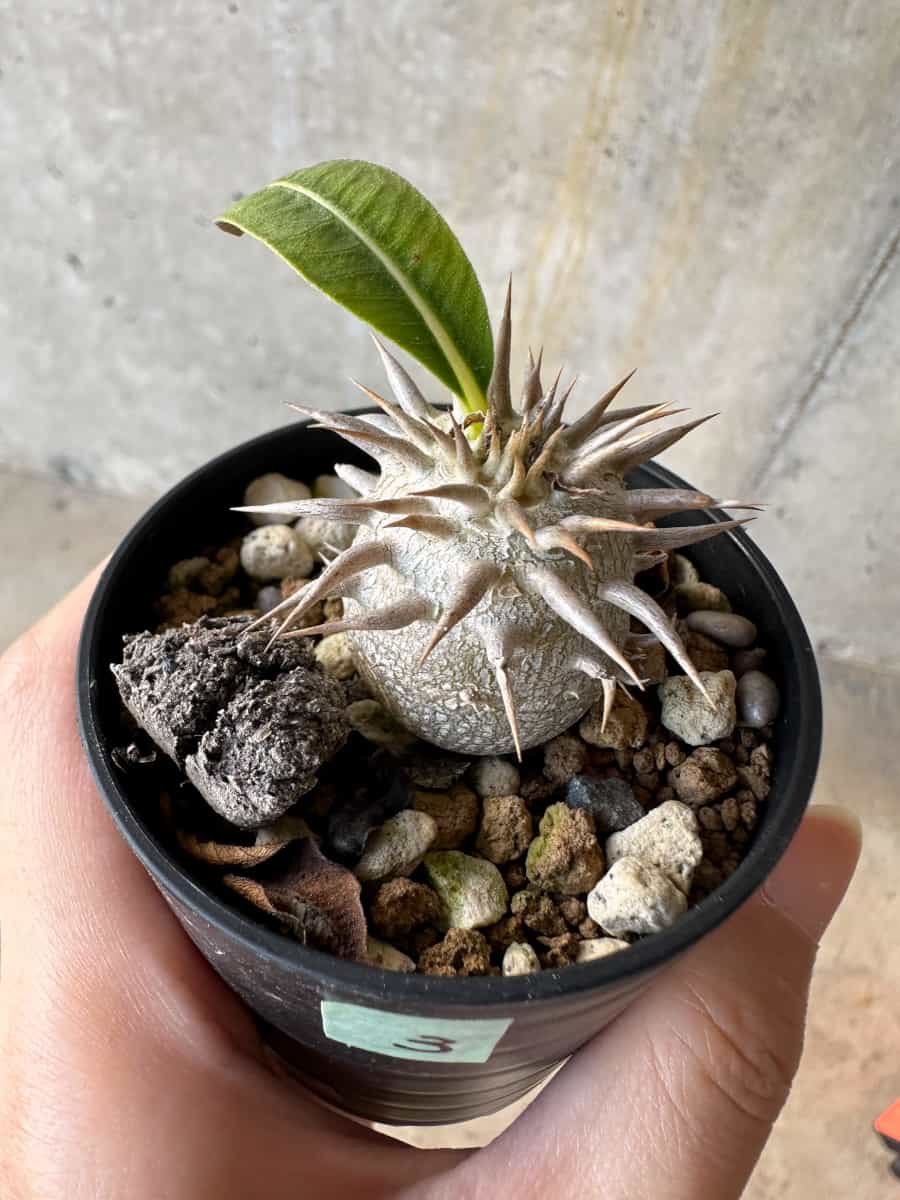 【現品限り】パキポディウム・恵比寿笑い 白花【D3】 Pachypodium brevicaule leucoxanthum