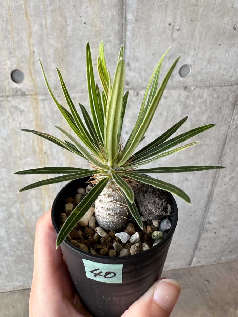 【現品限り】パキポディウム・グラキリス【D40】 Pachypodium gracilius