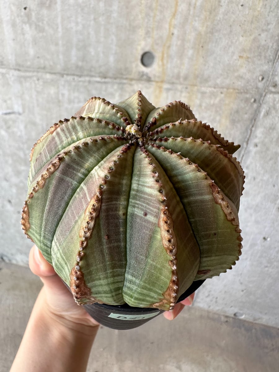 【現品限り】ユーフォルビア・オベサ【D51】 Euphorbia obesa