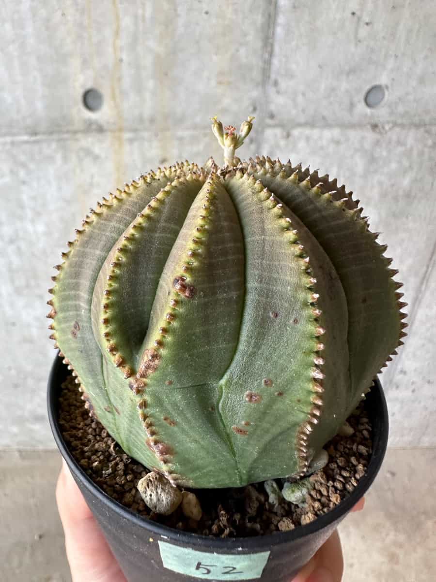 【現品限り】ユーフォルビア・オベサ【D52】 Euphorbia obesa