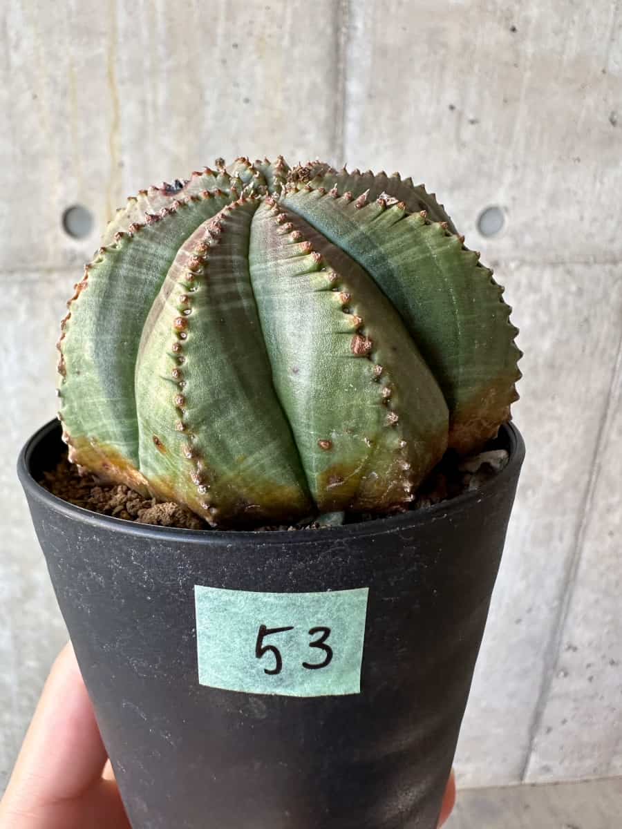 現品限り】ユーフォルビア・オベサ【D53】 Euphorbia obesa 塊根植物