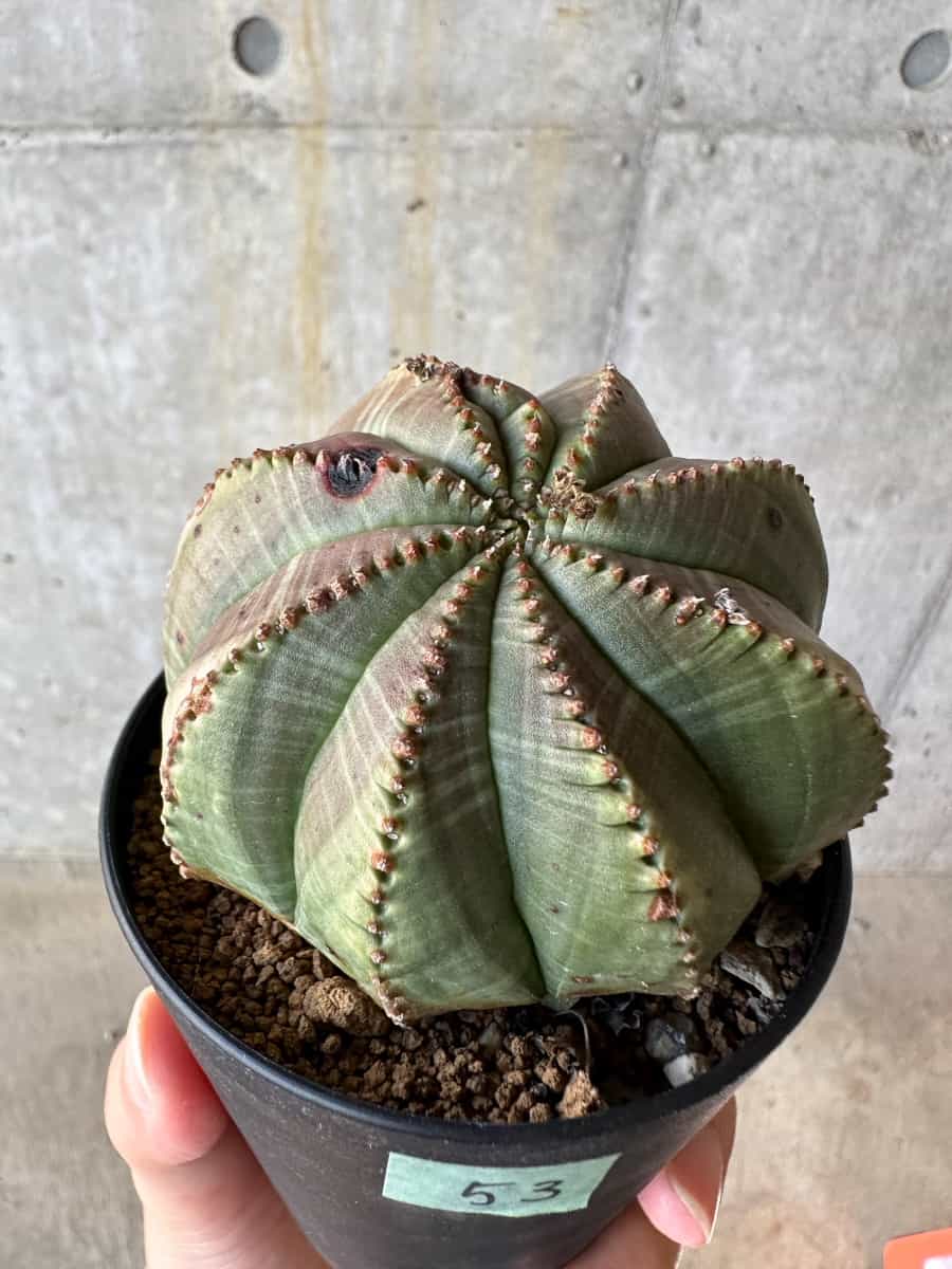 【現品限り】ユーフォルビア・オベサ【D53】 Euphorbia obesa