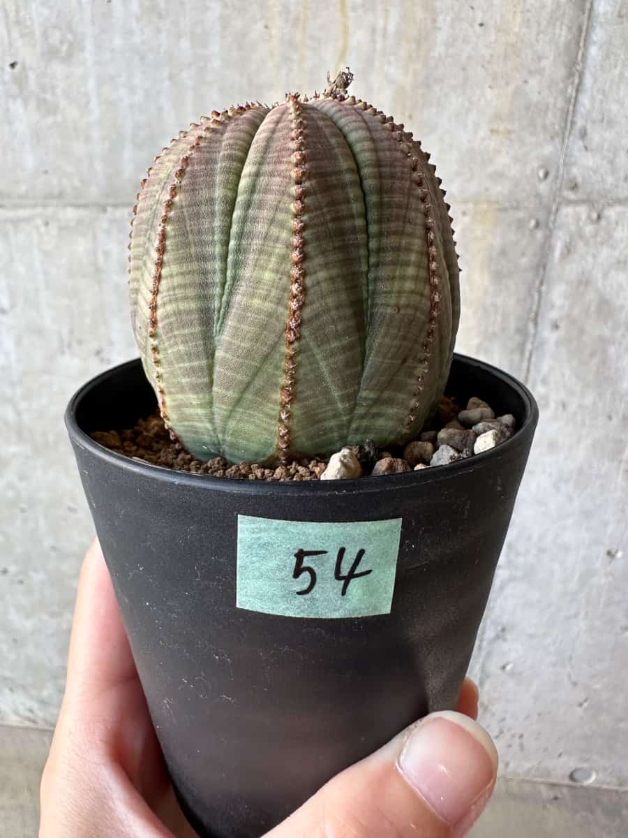 現品限り】ユーフォルビア・オベサ【D54】 Euphorbia obesa 塊根植物
