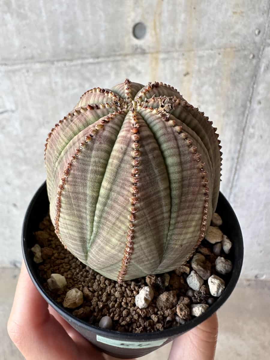 【現品限り】ユーフォルビア・オベサ【D54】 Euphorbia obesa