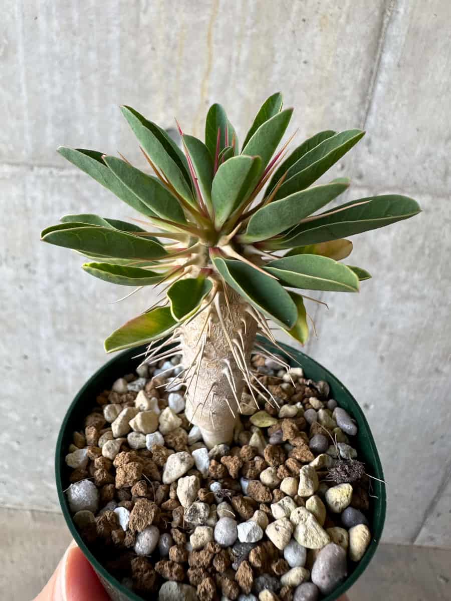 【現品限り】ユーフォルビア・ギラウミニアナ【D55】 Euphorbia guillauminiana