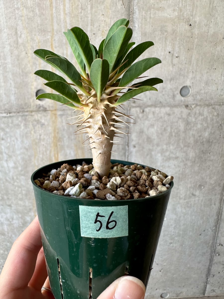 現品限り】ユーフォルビア・ギラウミニアナ【D56】 Euphorbia