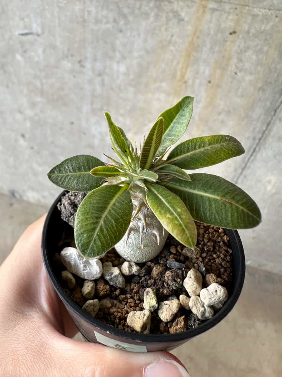 【現品限り】パキポディウム・恵比寿笑い 白花【D5】 Pachypodium brevicaule leucoxanthum