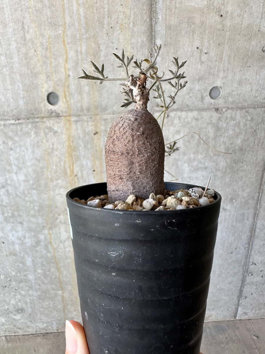 【現品限り】キフォステンマ・モンタグナッキー抜き苗輸入後2年管理【D64】 Cyphostemma montagnacii