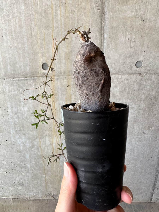 【現品限り】キフォステンマ・モンタグナッキー抜き苗輸入後2年管理【D65】 Cyphostemma montagnacii