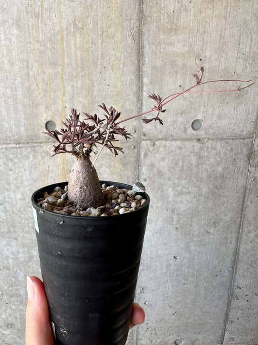 【現品限り】キフォステンマ・モンタグナッキー抜き苗輸入後2年管理【D66】 Cyphostemma montagnacii