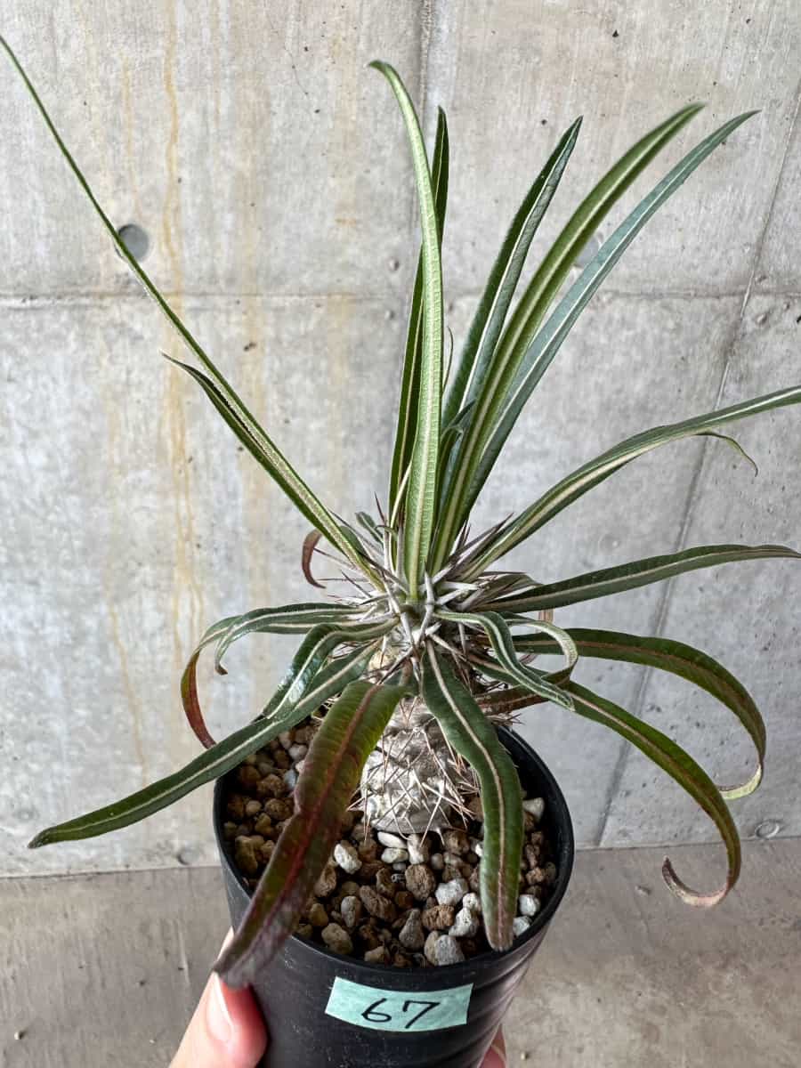 【現品限り】パキポディウム・ゲアイー【D67】 Pachypodium geayi