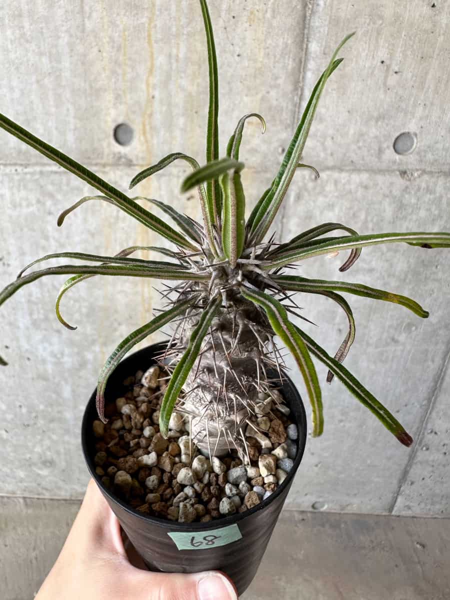 【現品限り】パキポディウム・ゲアイー【D68】 Pachypodium geayi