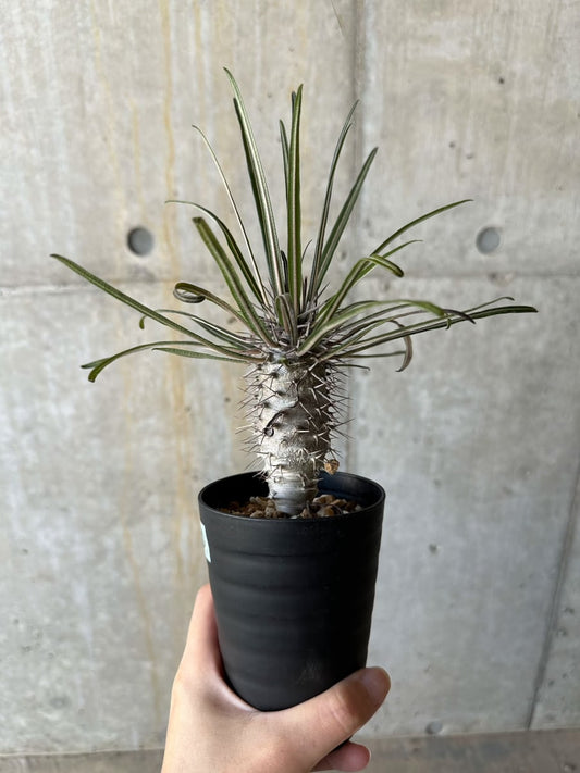 【現品限り】パキポディウム・ゲアイー【D70】 Pachypodium geayi